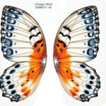 Bionic Butterfly Colorful Wing Pattern